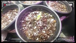 Growing With Gro Koski S1: Episode 5
