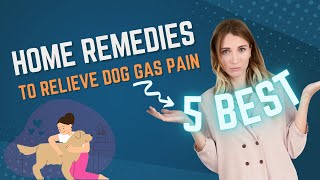 5 Best Home Remedies To Relieve Dog Gas Pain - Smart Dog Mom Can Dogs Take Gas X