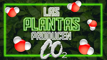 ¿Alguna planta libera CO2?