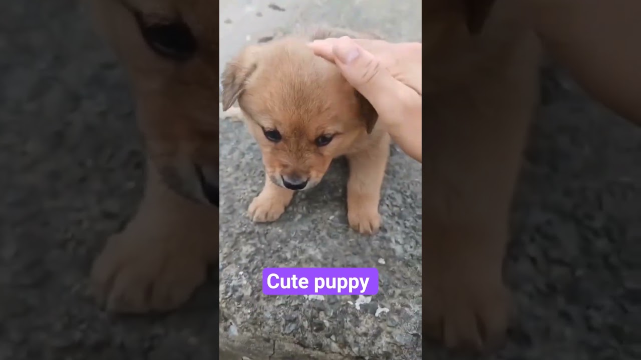 CUTE PUPPY 🐕 | 