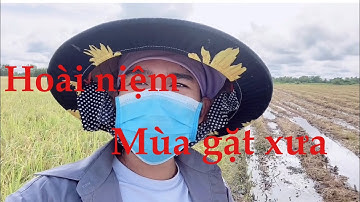 Mùa cắt lúa quê 7