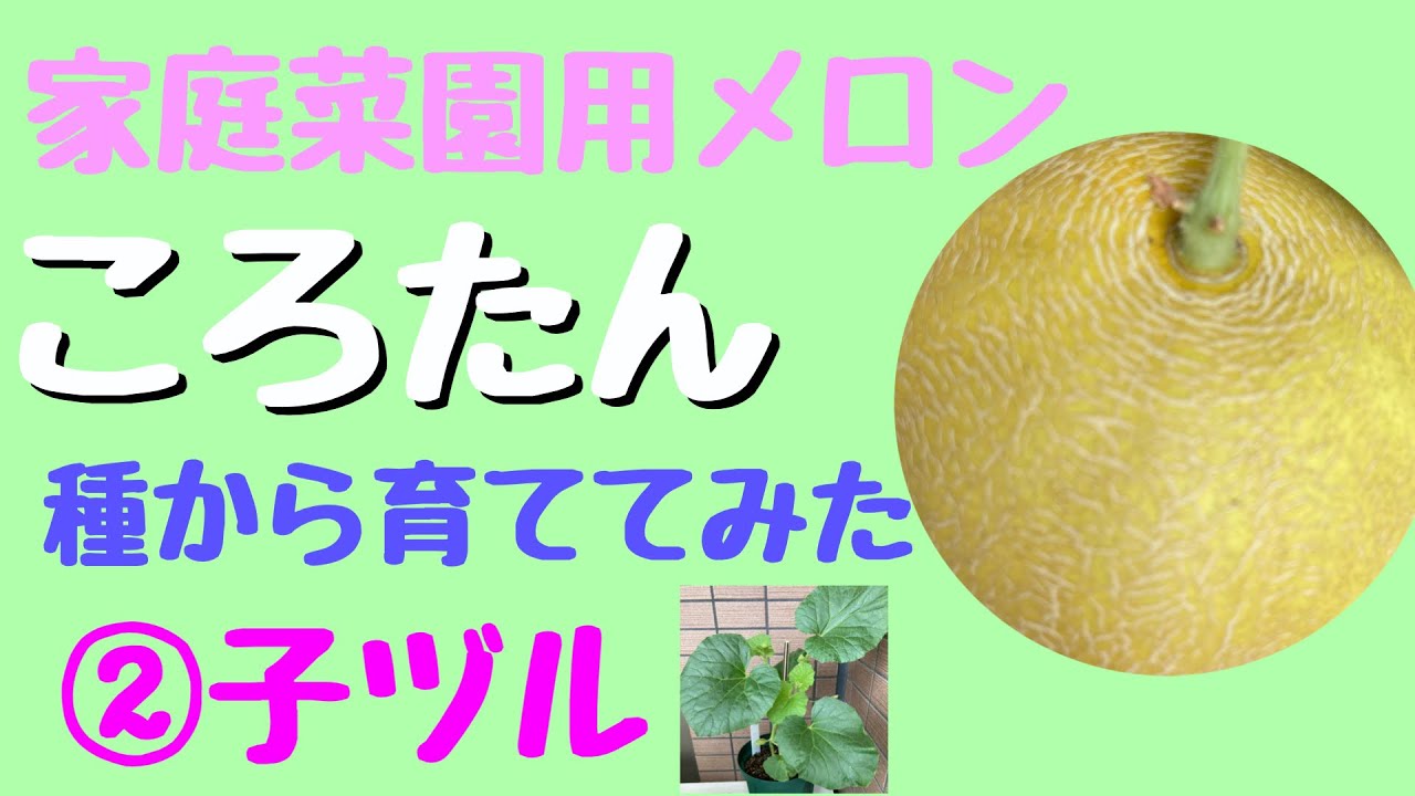 ころたんメロンを種から育ててます Youtube