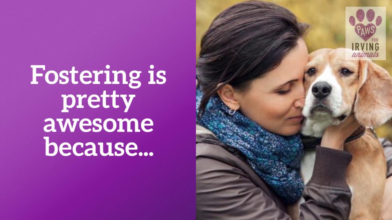 video editing software free Why Fostering is GREAT!