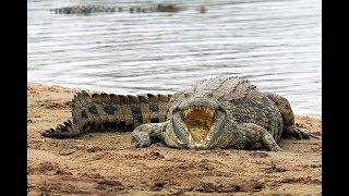 Нильский Крокодил | Документальный Фильм