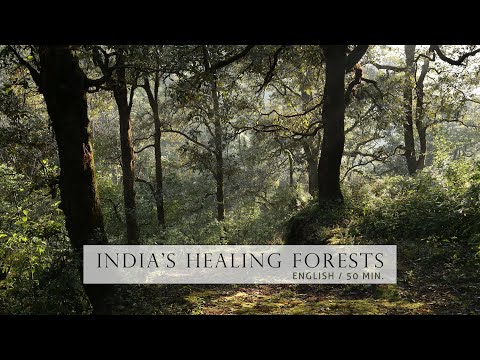 Videó: Hol vannak az erdők Indiában?