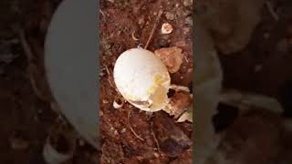 Kara Fatma Ile Kınalı Kendi Yumurtalarını Kırdılar.