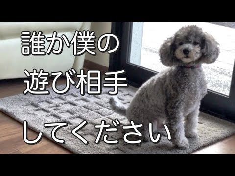 犬 トイプードルシルバーかわいい姿から激変 遊び相手が見つかるとスイッチが入る Youtube