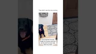 Funny Dogs - They couldn’t believe it y’all 😭😂