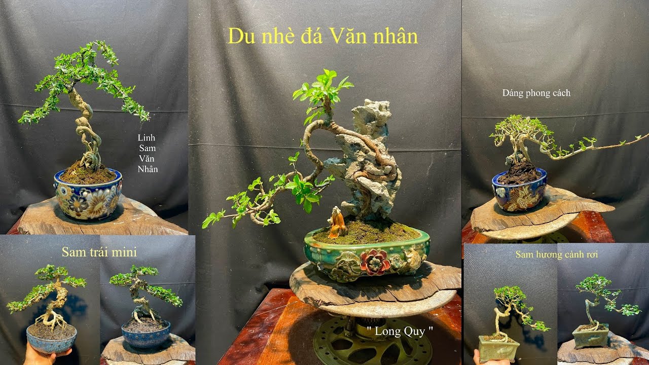 Video 820:Du Tàu nhè đá dáng văn nhân, linh sam 86, sam hương dáng phong cách,sam trái mini..