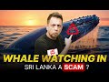 I went whale watching in sri lanka and you wont believe what i saw