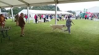 Paignton 23 Pastoral Puppy Group by ShowdogMedia 222 views 8 months ago 7 minutes, 50 seconds