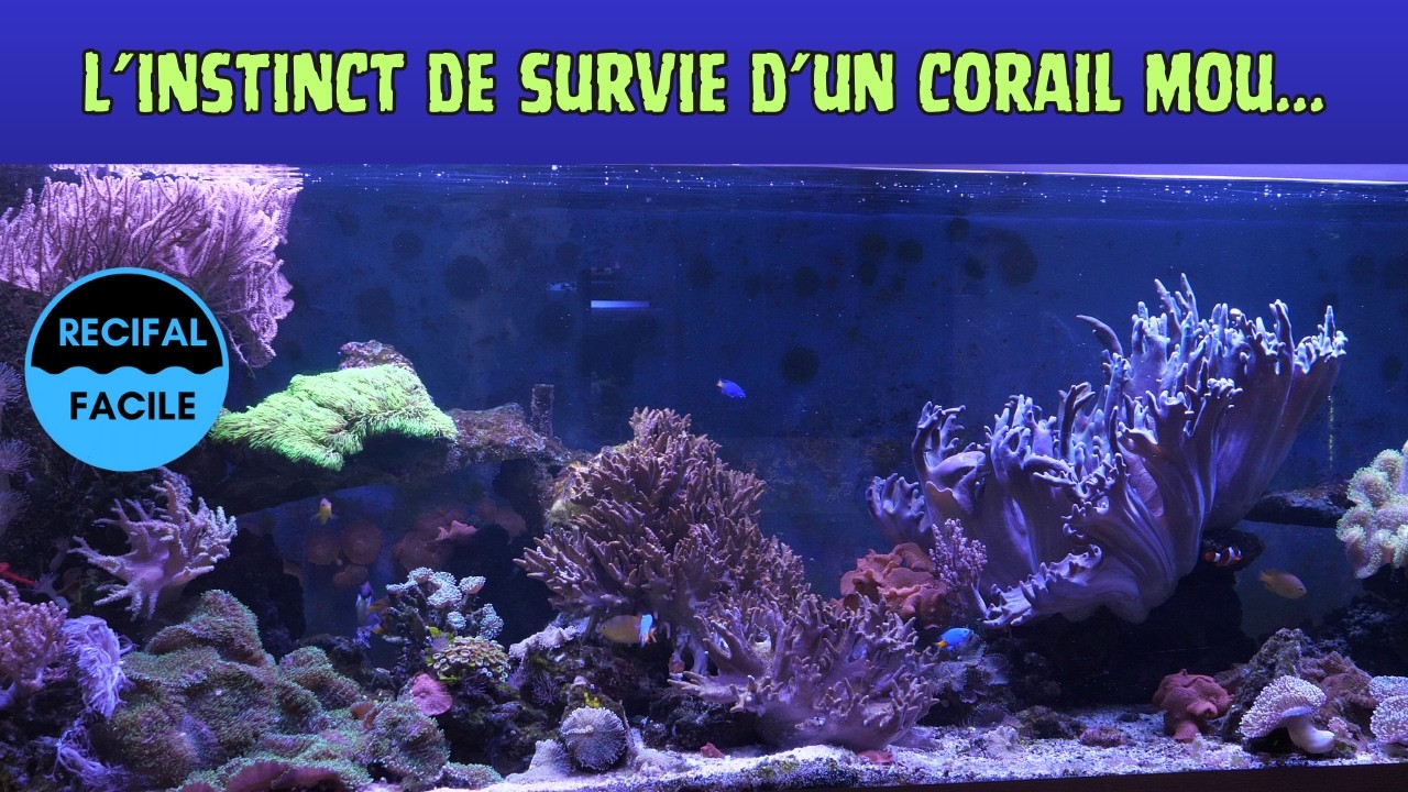 La nature est bien faite: instinct de survie du corail