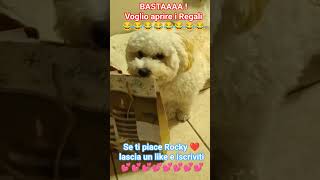 cucciolo Maltipoo DISPERATO! VOGLIO APRIRE I REGALI BASTA!😂😂 Rocky ❤️