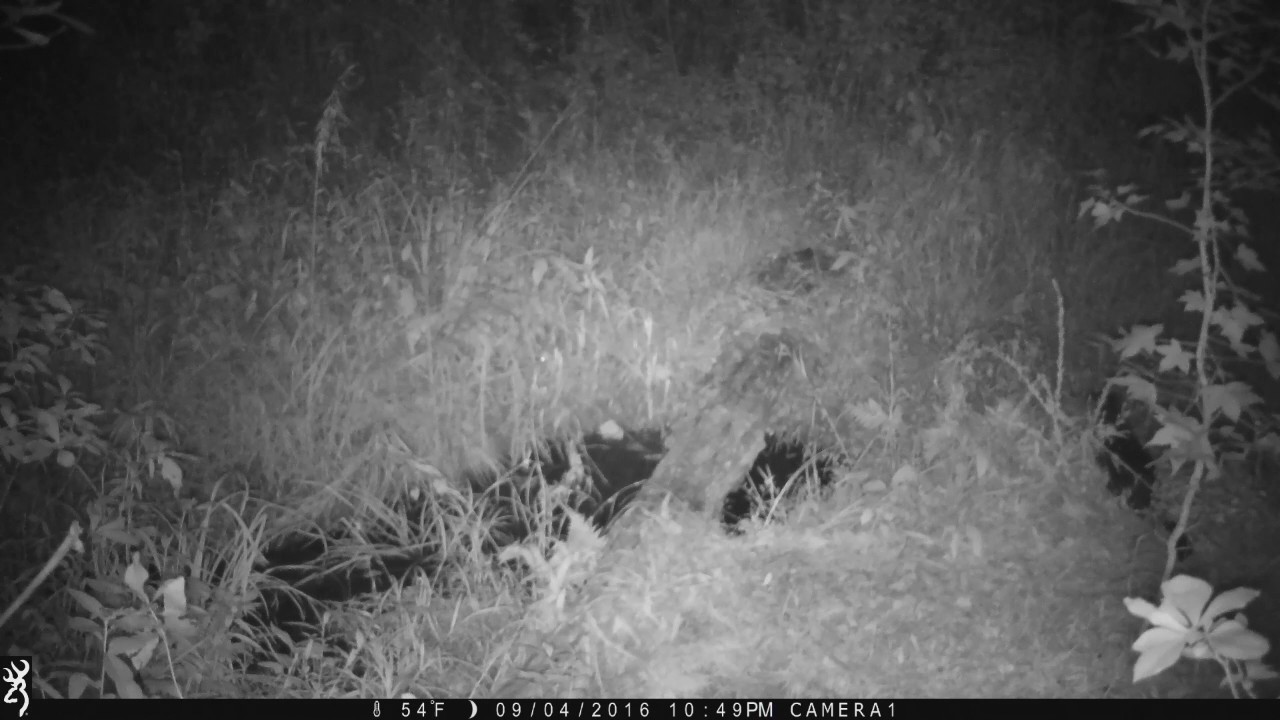 otterbox River otter