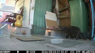 Hedgehog 20260802 Timelapse B