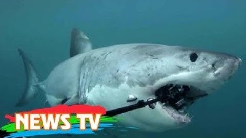 Vì sao cá mập thích cắn cáp quang biển?