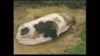 See How They Grow | Farm Animals [UK] [VHS] (1993)