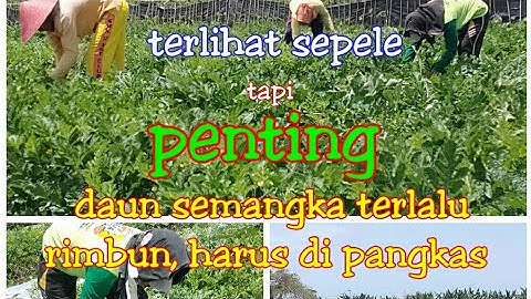 Thumbnail of memangkas ranting agar buah semangka cepat besar