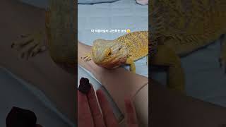 250711 #비어디드래곤 #beardeddragon #파충류 #도마뱀 #왕자 #표로또