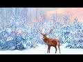 Relaxing Music 24/7, Healing Music, Stress Relief Music, Sleep Music, Calm Music, Meditation Music