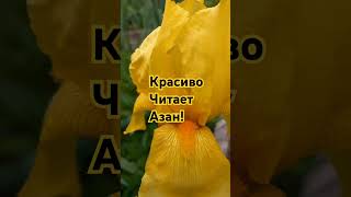 Красиво читает Азан! лайк и подпишись! поддержи!  #азан#коран#исламрелигиямира#напоминание