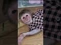 Busy morning monkey (part5)
