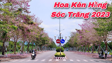 Đường Hoa Kèn Hồng Sóc Trăng 2023 Nở Đẹp Rực Rỡ Cứ Tưởng Hoa Anh Đào Bên Nhật | Khương Nhựt Minh