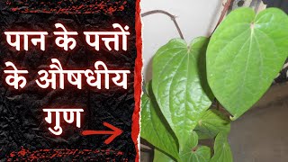 pan ke patte ke fayde | पान के पत्ते के फायदे | betel leaf benefits in hindi | piper betle in hindi