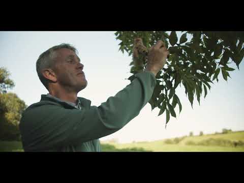 Video: Black Ash Tree Cultivation: Informasjon om Black Ash Trees In The Landscape