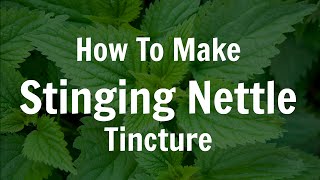 How To Make Fresh Stinging Nettle Tincture