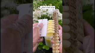 فوائد الغذاء الملكي النحل تربية_النحل beekeeping shorts