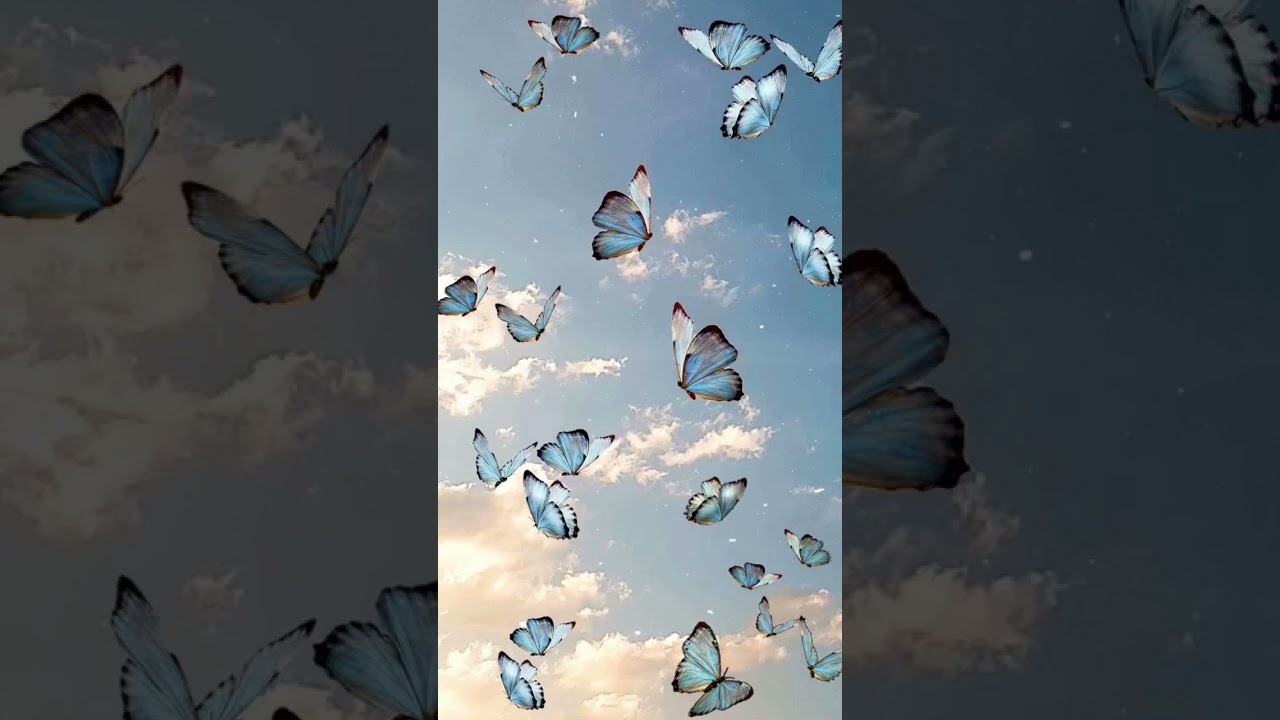 Aesthetic butterfly wallpaper... 🧸🌷 