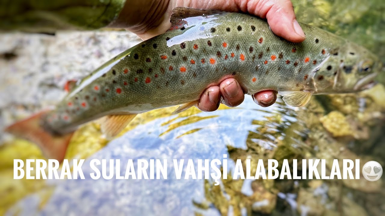 Issız dağların Vahşi Alabalıkları