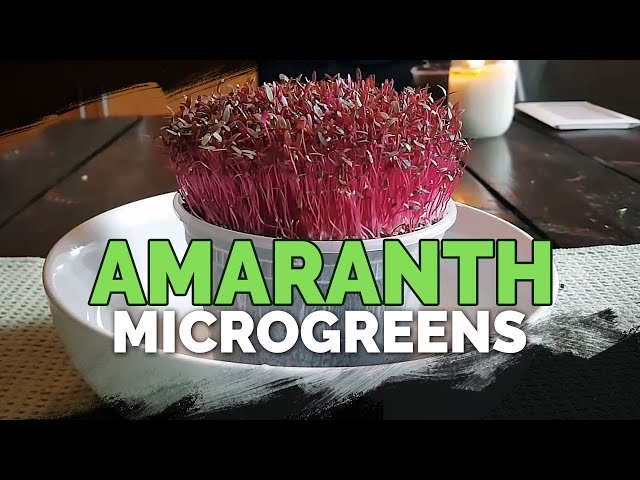How to Grow Amaranth Microgreens Fast and Easy class=