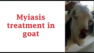 Myiasis treatment in goat   علاج تدويد الجرح فى الماعز