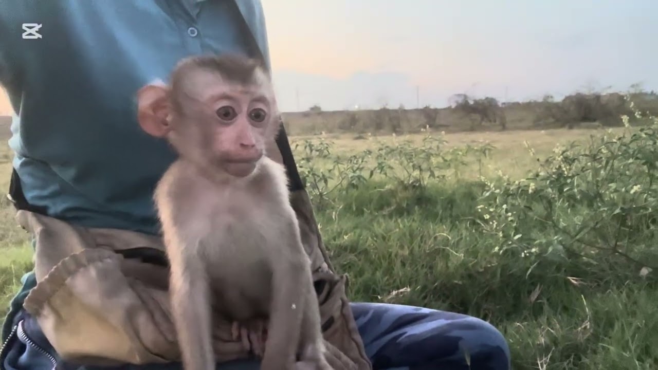 Mommy takes Mary to a lake #animals #monkey#asmr