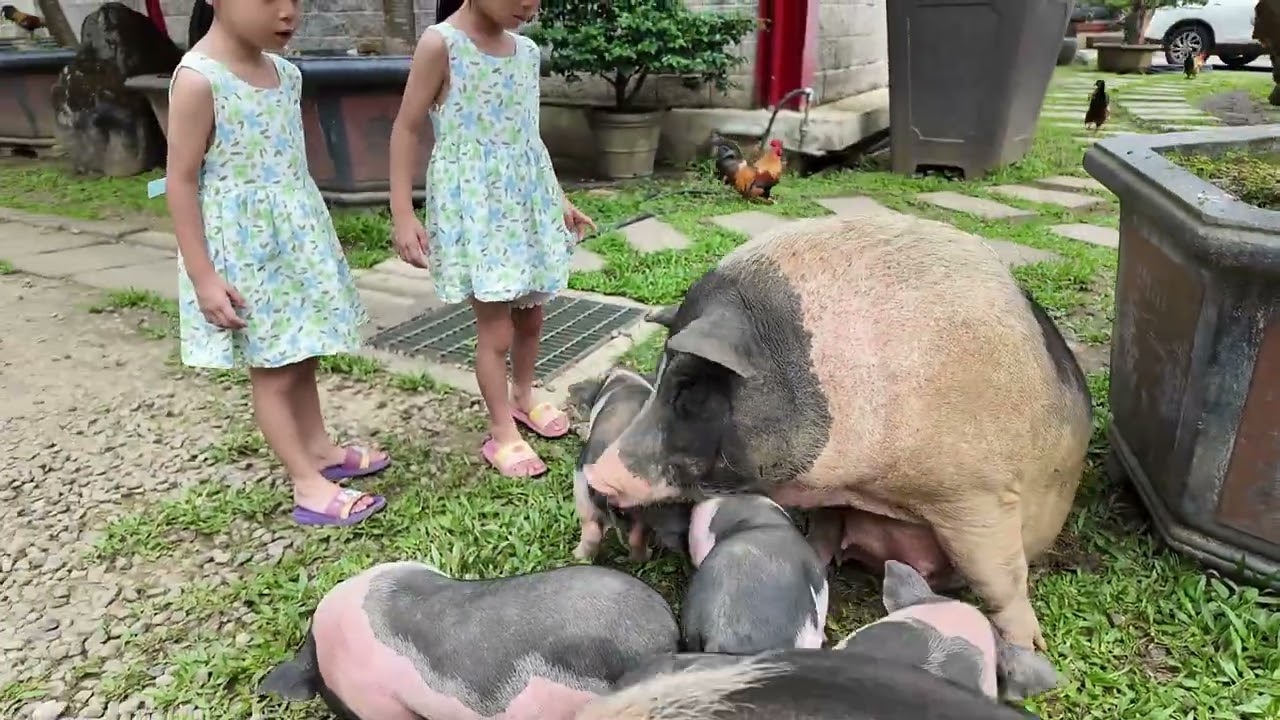 114 5 31麝香豬的母愛