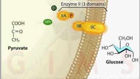 Phosphotransferase System PTS Transport   YouTube