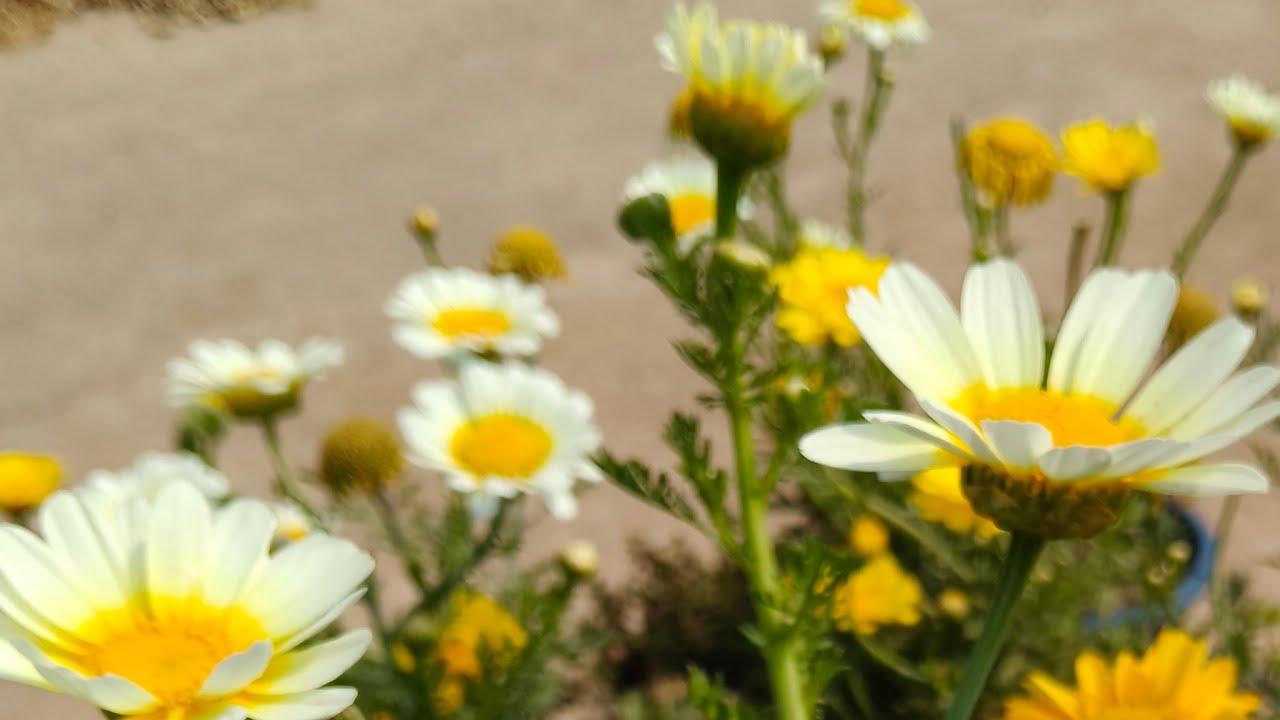 Manju Mini  gardening is live a jaaiye friend meri live mein welcome hai aap sabhi ka