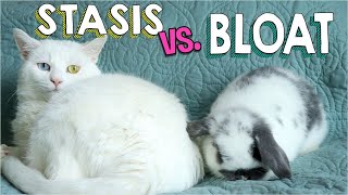 GI Stasis vs. Bloat in Rabbits | Save Your Bunny's Life!