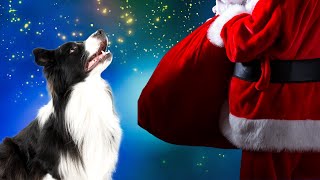 30 Gift Ideas for Your Dog's Dream Christmas Wishlist