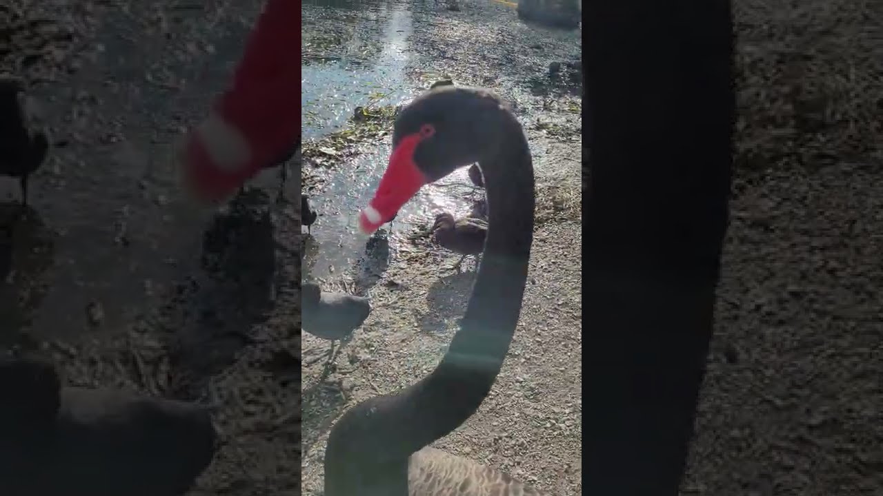 Hand feeding Black Swans and Baby cygnets - 🅾🆉 🅱🅸🆁🅳🆂