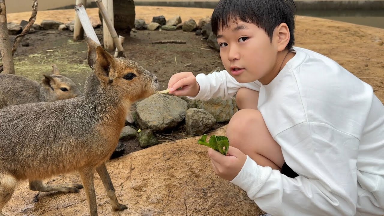 レオくんがおでかけしてみた！伊豆アニマルキングダム！ Part91 レオスマイル