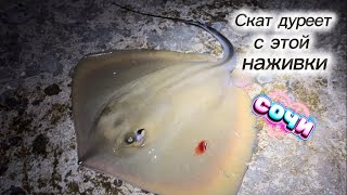 видео: Ловля ската-кота на Черном море #fishing #сочи #рыбалка #seafishing #скат  картинка: Ловля ската-кота на Черном море #fishing #сочи #рыбалка #seafishing #скат