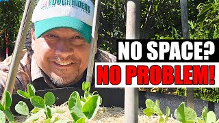6 Best Crops For Small Space Gardening
Rows and rows of corn, onions, and tomatoes are impressive, and they will give harvests to be proud of. But they also require a ton of space. Space that not everyone has to dedicate to gardening.
Fear not, because you dont need acres and acres of land to produce epic results. Some crops can get away with far less space than others and today I have 6 such plants that grow just fine in tight quarters, yet produce like no other! If you are running out of space or growing in an apartment or patio, then this video is for you!
Heres the link to the specific metal garden beds from Vego that I used in this video! Theyve provided me with a promo code, use the link below to save!
https://glnk.io/vzw5/ripetomatofarms
$10 discount code: THERIPETOMATOFARMS10OFF
For those who are interested, I have also created a template of my Garden Journal that I use for all my plant record-keeping. Its a free PDF that you can save, print, and share as much as you like for NO COST! Modify it, add to it, or simply just use it as a starting point to begin journaling your growing success! https://courses.theripetomatofarms.ca/collections
If youre growing for the first time and dont know where to start, I have a free class designed just for you! I call it the 5 Keys To A Successful Vegetable Garden and its completely free. Check it out here: https://courses.theripetomatofarms.ca/courses/5Keys
I also have my main course still taking enrollments, Vegetable Gardening Basics. If you ever wanted to fast-track your mastery of gardening for food, this is the course for you. Check it out here!: https://courses.theripetomatofarms.ca/courses/vegetable-gardening-basics
Also, the website is now featuring in-depth articles, covering all your favorite gardening topics that we talk about here on the YouTube channel. To stay up to date, check it out at the link here: https://theripetomatofarms.ca/
2025 is the year we take our gardening to the next level! Time to eliminate the mistakes, cultivate more, and grow better. We deserve it after the last little while, and growing our own food and self sufficiency is just the reward we need!
For more information on all your gardening questions, check out my other videos!:
Top 5 Herbs To Grow From Seed: https://youtu.be/Hi_L0LDihiY?si=LGmsPEeDiZUpu_IP
Grow Bigger Peppers!: https://youtu.be/romzsRwGQSs?si=OZ5sbzA2ue0XYkjA
11 September Gardening Tasks: https://youtu.be/ugqaMwM2Cfc?si=PelfddTlaJJtiAhL
Strawberry Runners The Definitive Guide!: https://youtu.be/TewWAJz_KkA
DIY Safe and Natural Aphid Spray: https://youtu.be/LJTK8jk7g1k
How To Grow Strawberries!: https://youtu.be/T6-s7NomNTY
Fertilizing Strawberries: https://youtu.be/vZdsdcWCdOw
How To Grow Garlic: https://youtu.be/UgbWxSqpqws
Baking Soda Aphid and Insect Spray: https://youtu.be/320D-41xt-M
6 Benefits Of Hydrogen Peroxide!: https://youtu.be/jU4N5PLKX7M
Pruning Pepper Plants Experiment!: https://youtu.be/s6jh_tcMfVw
Direct Seeding vs Starter Plant: https://youtu.be/TQWWtQu-r9U
100% Germination?: https://youtu.be/FqZ8tFrhWv0
Seed Starting Soil: https://youtu.be/OlLHCtHI6JY
Seed Starting 101, The Basics!: https://youtu.be/bRWac1OpxPY
Starting Tomato Seeds: https://youtu.be/qlEp0iDfB-k
Starting Pepper Seeds: https://youtu.be/mNqS1FpPWW8
Starting Cucumber Seeds: https://youtu.be/7aWeBavfubE
Starting Zucchini Seeds: https://youtu.be/LgHKLftASTQ
DIY Ultimate Potting Mix: https://youtu.be/cP-7_7YT9jk
#gardening #gardeningtips #patio 6 Best Crops For Small Space Gardening