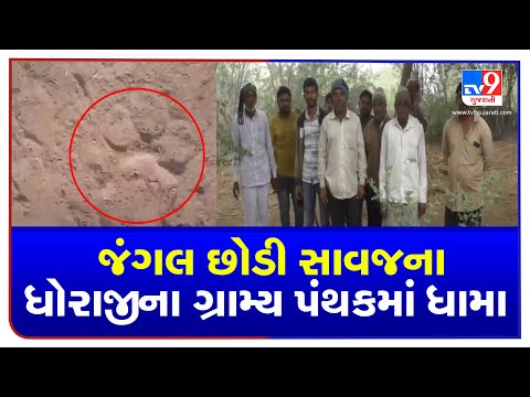 Rajkot: Residents panic after lion hunts cattles near Dhoraji | TV9Gujaratinews