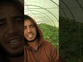 زراعة الكوسة داخل البيوت المحمية م أيمن جميل