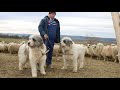 1050 de oi și câinii mioritici și de bucovina ai lui Hotea din Coaș Maramureș Ep 2. - video 2020