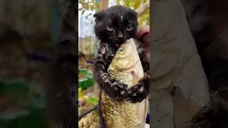 Смешные Кошки и Собаки! 😂😂😂 Cat Funny, Love, Cat fight, #Cat, #Dog #Shorts