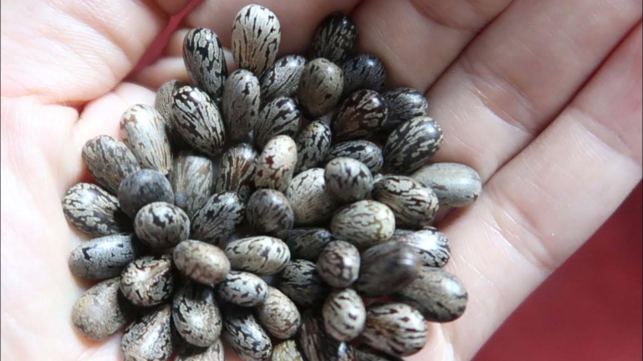 Hold ticks in your hand - YouTube